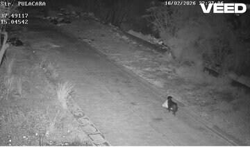 監視カメラがゴミを不法投棄する犬を捉えた（カターニア市のフェイスブックから）
