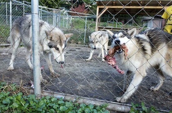  オオカミとイエイヌを交配させた雑種であるオオカミ犬（「ハイブリッド　ウルフ　ジャパン」提供）