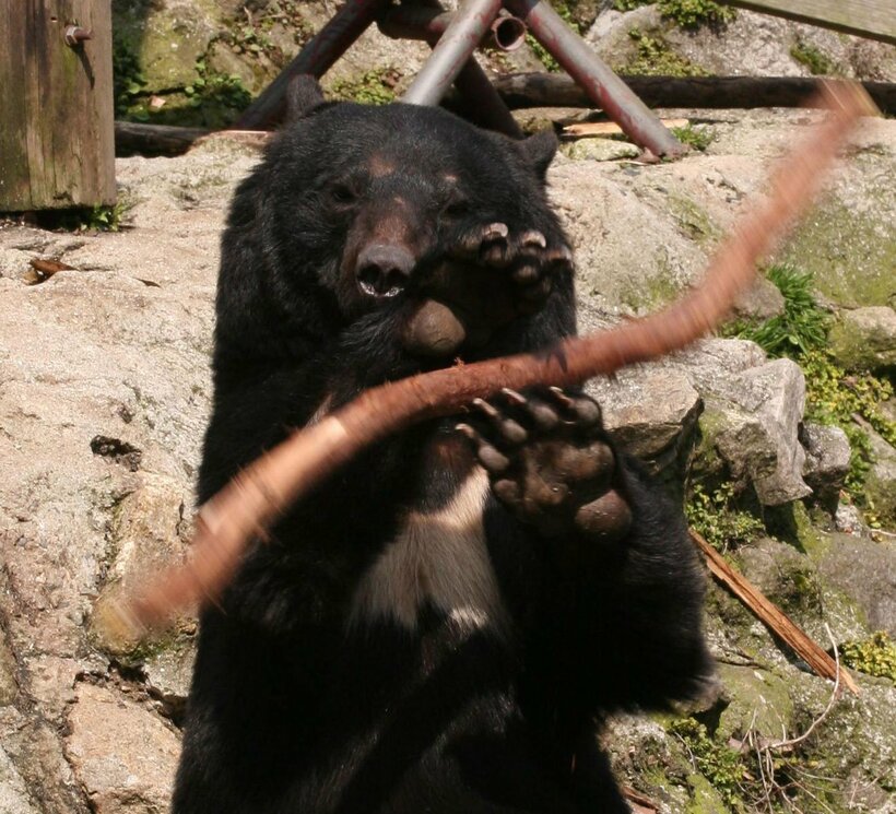 ツキノワグマ（写真はイメージ）