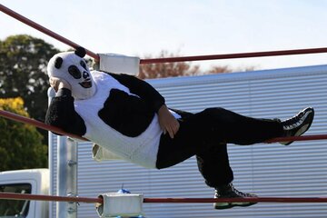 復帰したパンディータはロープ上でくつろいだ