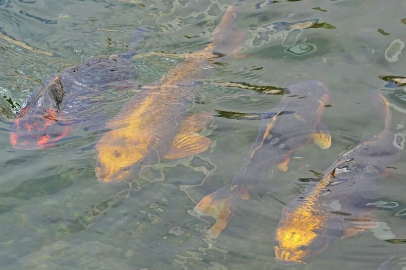 何匹もの人面魚が泳ぐ延岡市役所前の人工池