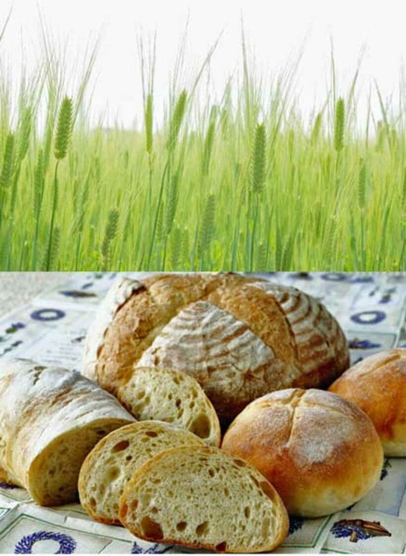  黒パンはビタミン、ミネラル、食物繊維が白パンより豊富