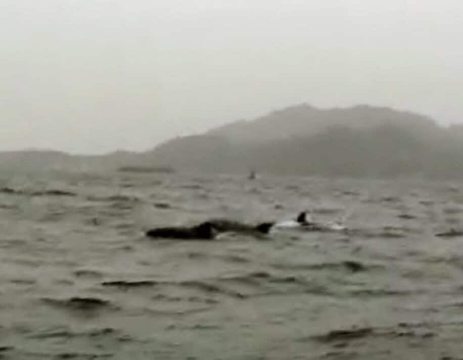 今年４月２４日、山陰沖の漁場に出現したイルカの群れ（地元男性提供）
