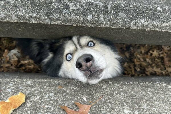 排水溝にはまったハスキー犬セバスチャン（レキシントン・ファイエット動物保護管理局のフェイスブックから）