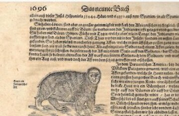  米国の洞窟で毛むくじゃらの生物が目撃されたという（ユーチューブから）