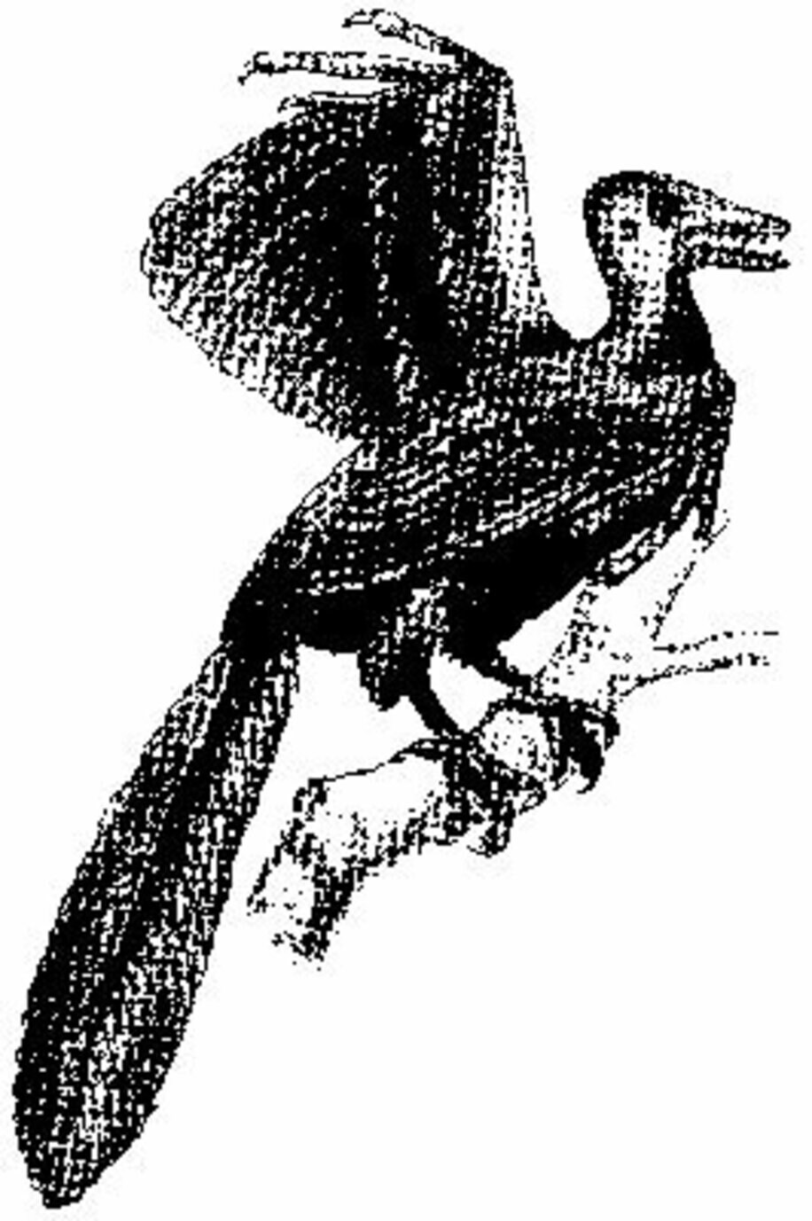 鳥類と爬虫類の特徴を持つ「始祖鳥」【UMA図鑑#190】 | 東スポWEB