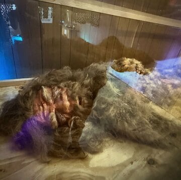 昨年展示されたビッグフットの死体（ビッグフット・リメインズのフェイスブックから）