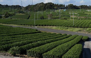 お茶にはカテキンが多く含まれている
