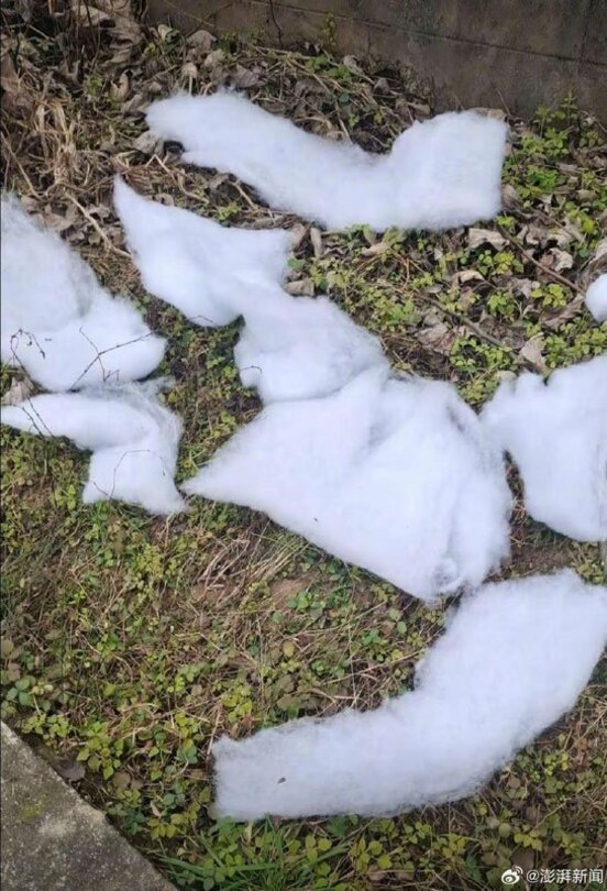 金山村のニセ雪（微博から）