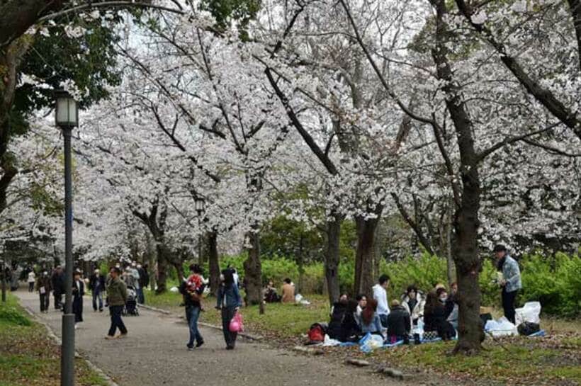  桜には勝てない！？(写真はイメージ)