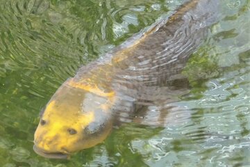 優雅に泳ぐ人面魚