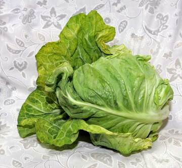  ビタミン、ミネラルも豊富なキャベツ