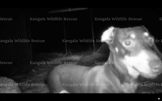 豪州の離島で５００日生き抜いたダックスフントのヴァレリー（カンガラ野生動物保護団体のフェイスブックから）