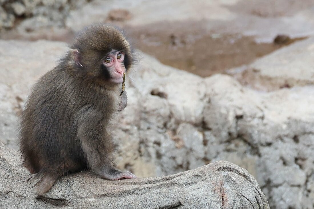 市川市動植物園の人気者・パンチくん