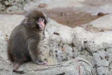 市川市動植物園の人気者・パンチくん 