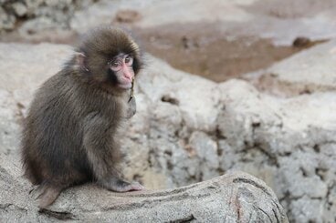 市川市動植物園の人気者・パンチくん