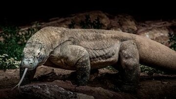  アフリカには未確認生物が多数存在している（写真はコモドオオトカゲ）