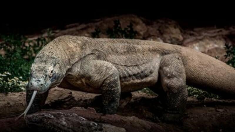  アフリカには未確認生物が多数存在している（写真はコモドオオトカゲ）