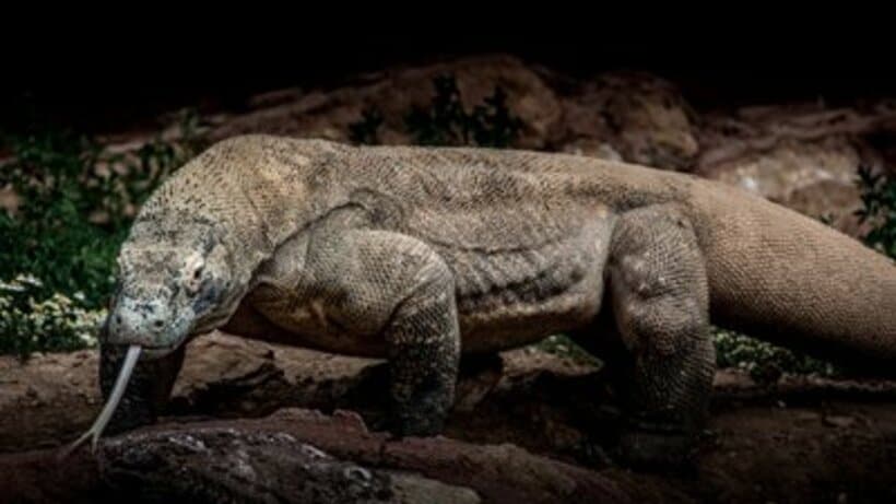  アフリカには未確認生物が多数存在している（写真はコモドオオトカゲ）