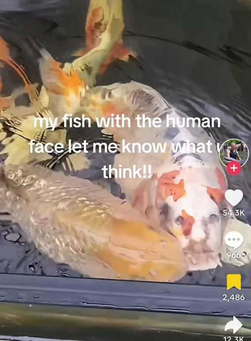 英国の人面魚ボブ（TikTok@mal.p144から）