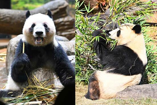 レイレイ（左）とシャオシャオ