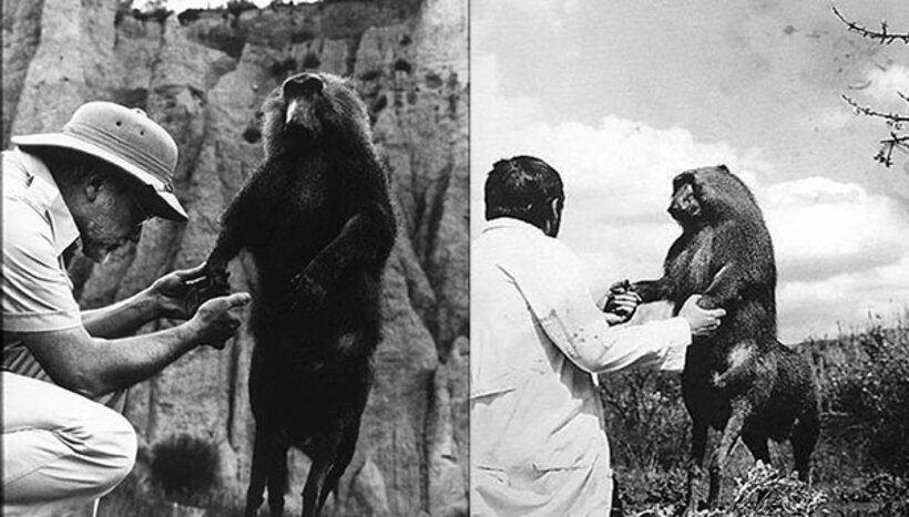  「アメイセンハウフェン博士の動物」と題されるシリーズ物の一つ「サルタウロス」の写真
