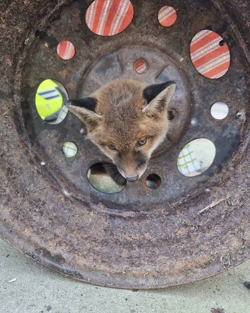 ホイールキャップに頭が挟まった子ギツネ（フォックス・レスキューズのフェイスブックから）