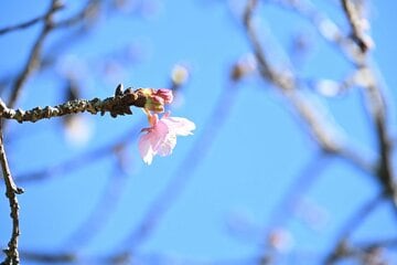 春到来が待ち遠しいですが…