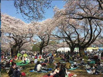  今年の花見の人出はどうなる？（写真はイメージ）