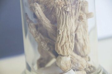  乾燥させた高麗人参（写真はイメージ）