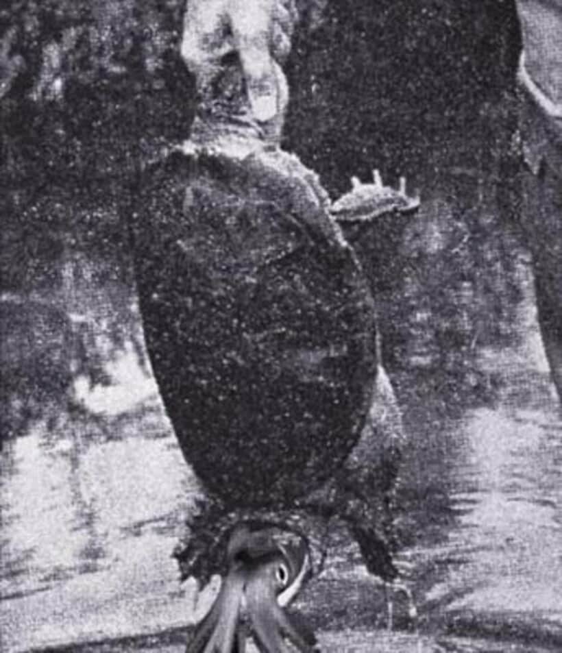 「クトゥルフタートル」と呼ばれている謎の亀