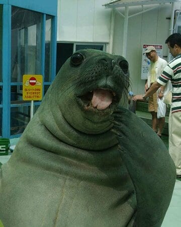 ミナミゾウアザラシ