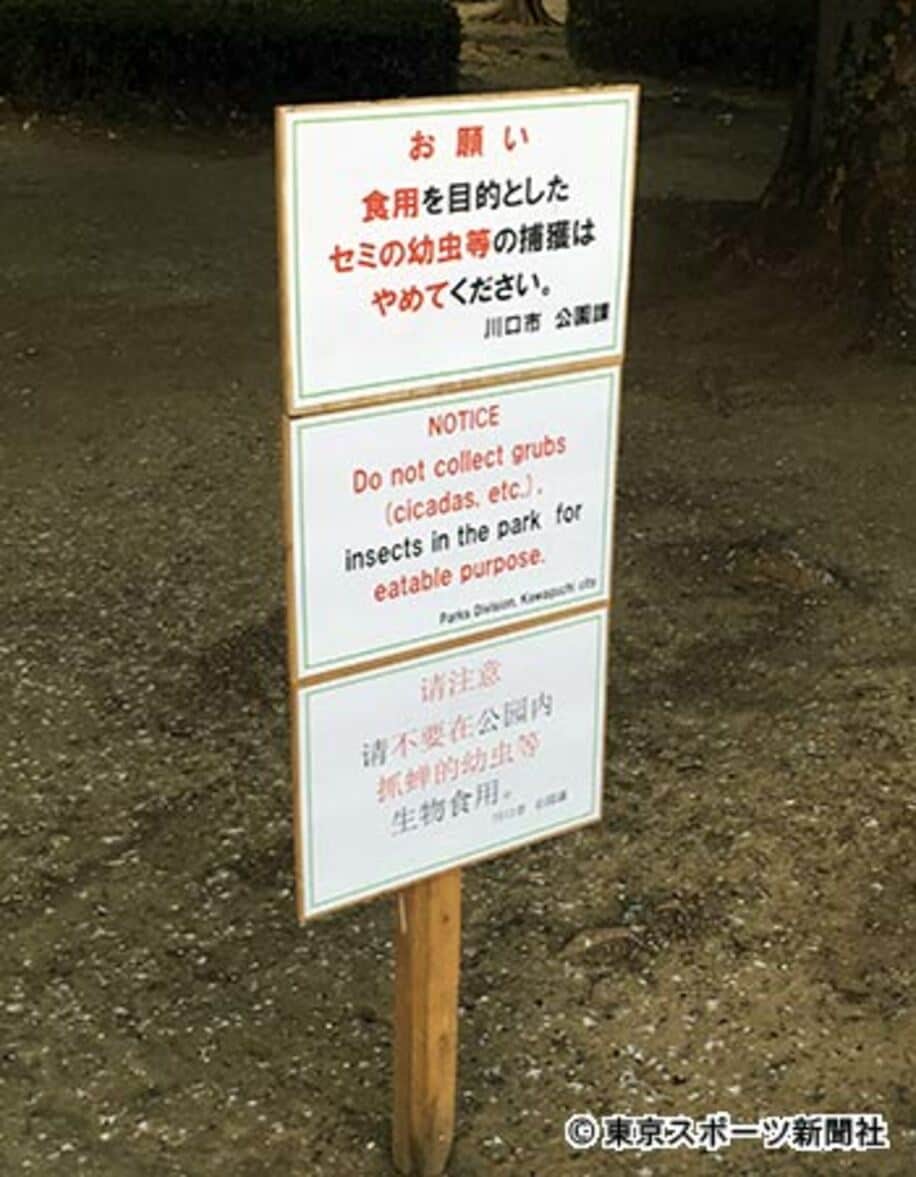  川口市の公園にある「食用でのセミの幼虫捕獲禁止」の看板