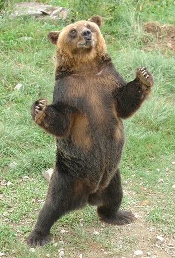  ヒグマにどう対処すべきか（写真はイメージ、東スポWeb）