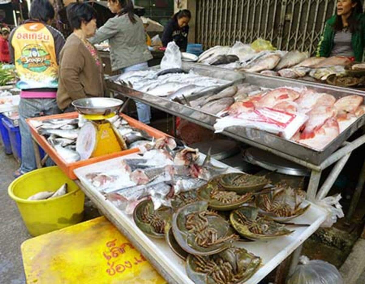 タイでは食用のカブトガニ 日本人には評判イマイチ | 東スポWEB