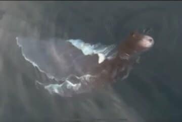 タイの海で撮影された未確認生物（ユーチューブから）
