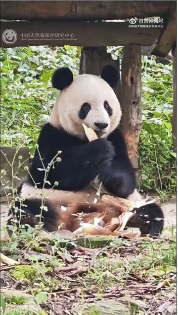 中国に返還されたシャンシャン（中国大熊猫保護研究中心の微博の公式アカウントから）