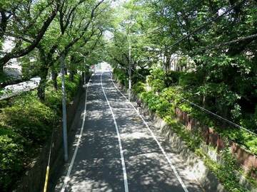 桜坂は切り通しの車道