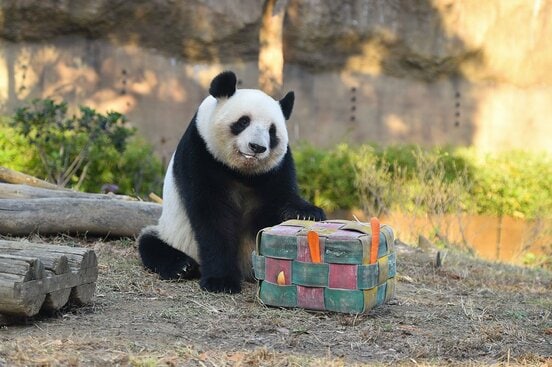 来年１月限りで見納めとなる上野動物園のパンダ　提供：(公財)東京動物園協会