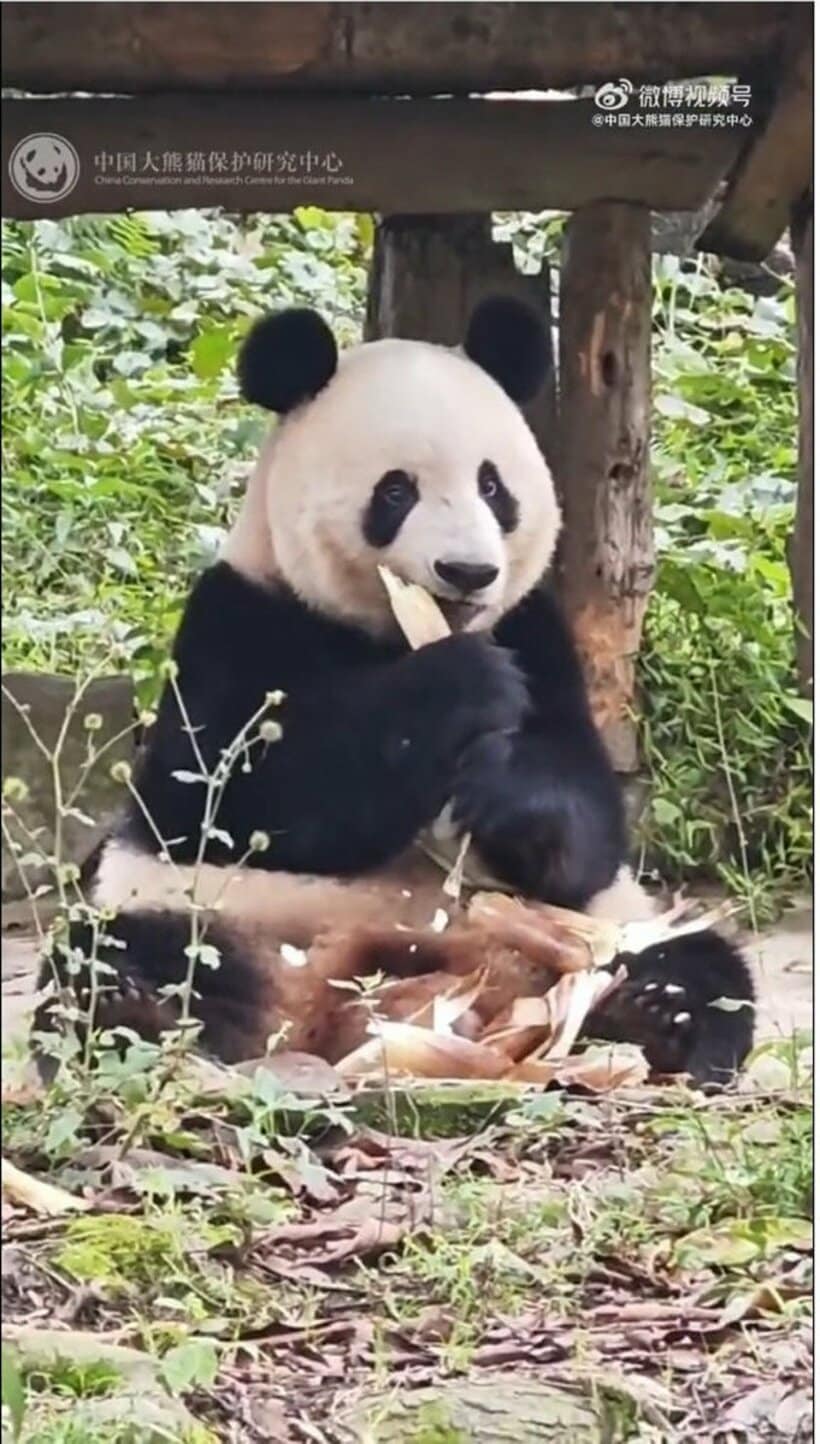 中国に返還されたシャンシャン（中国大熊猫保護研究中心の微博の公式アカウントから）