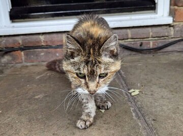 猫のシャーロット（ＲＳＰＣＡから）