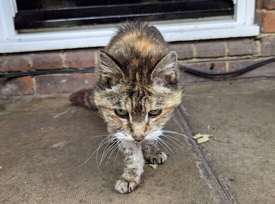 猫のシャーロット(RSPCAから)