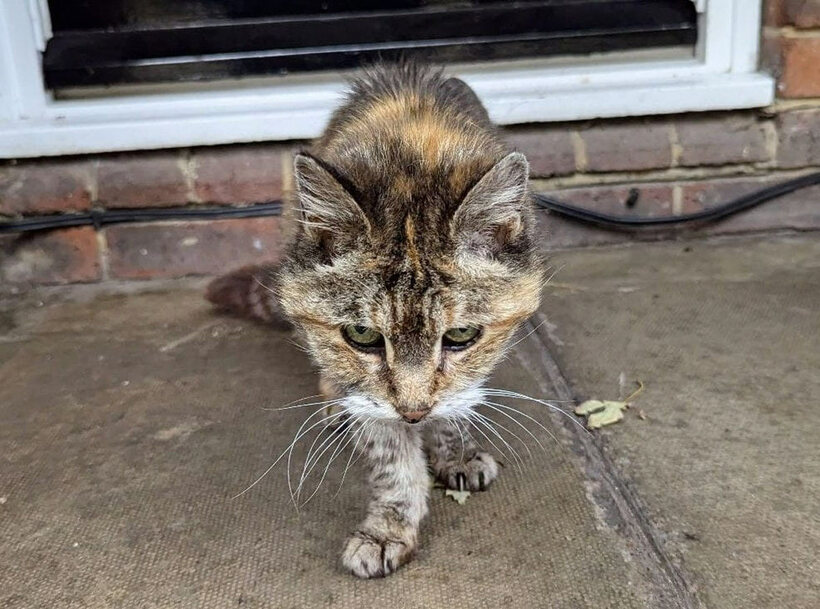 猫のシャーロット（ＲＳＰＣＡから）