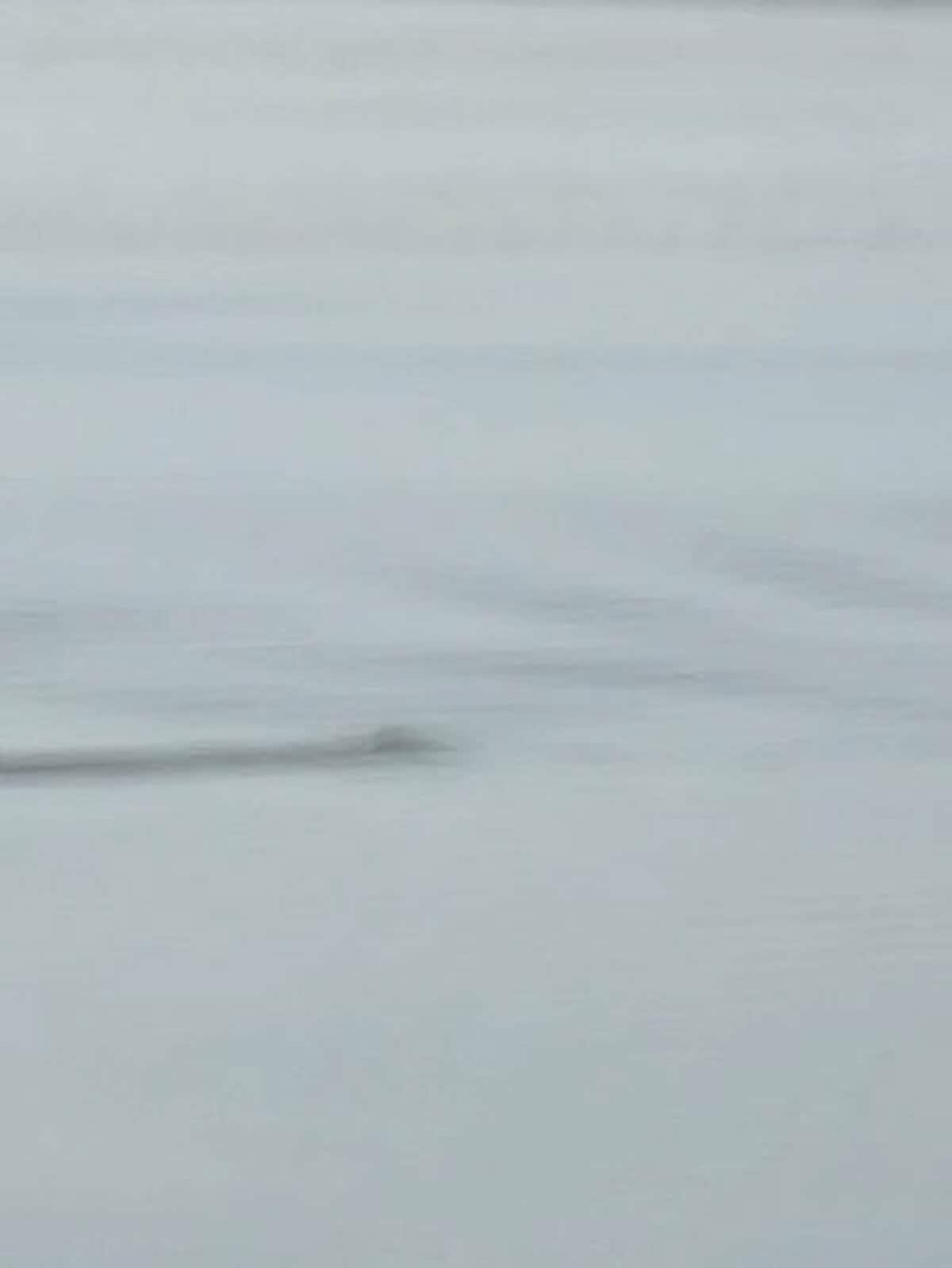 ネッシー公式記録に今年5件目の登録 米国からの旅行者が10月28日 