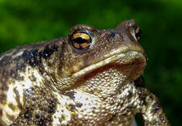  ヒキガエルの中には巨大なものや白いタイプもいるという（写真はイメージ）