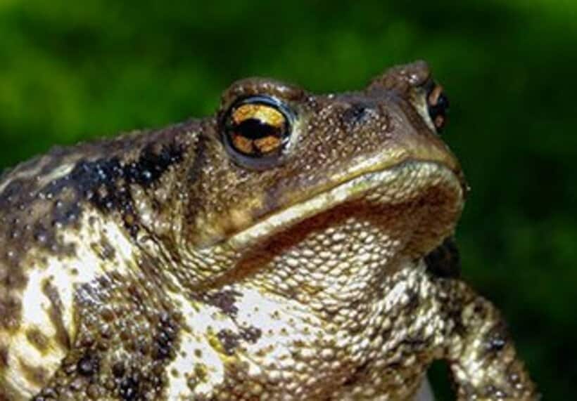  ヒキガエルの中には巨大なものや白いタイプもいるという（写真はイメージ）