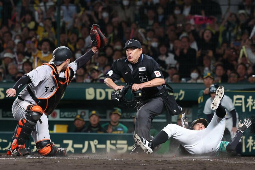 ７回、巨人・岸田(左)のダッチをかいくぐり、同点の生還を果たした阪神・植田海