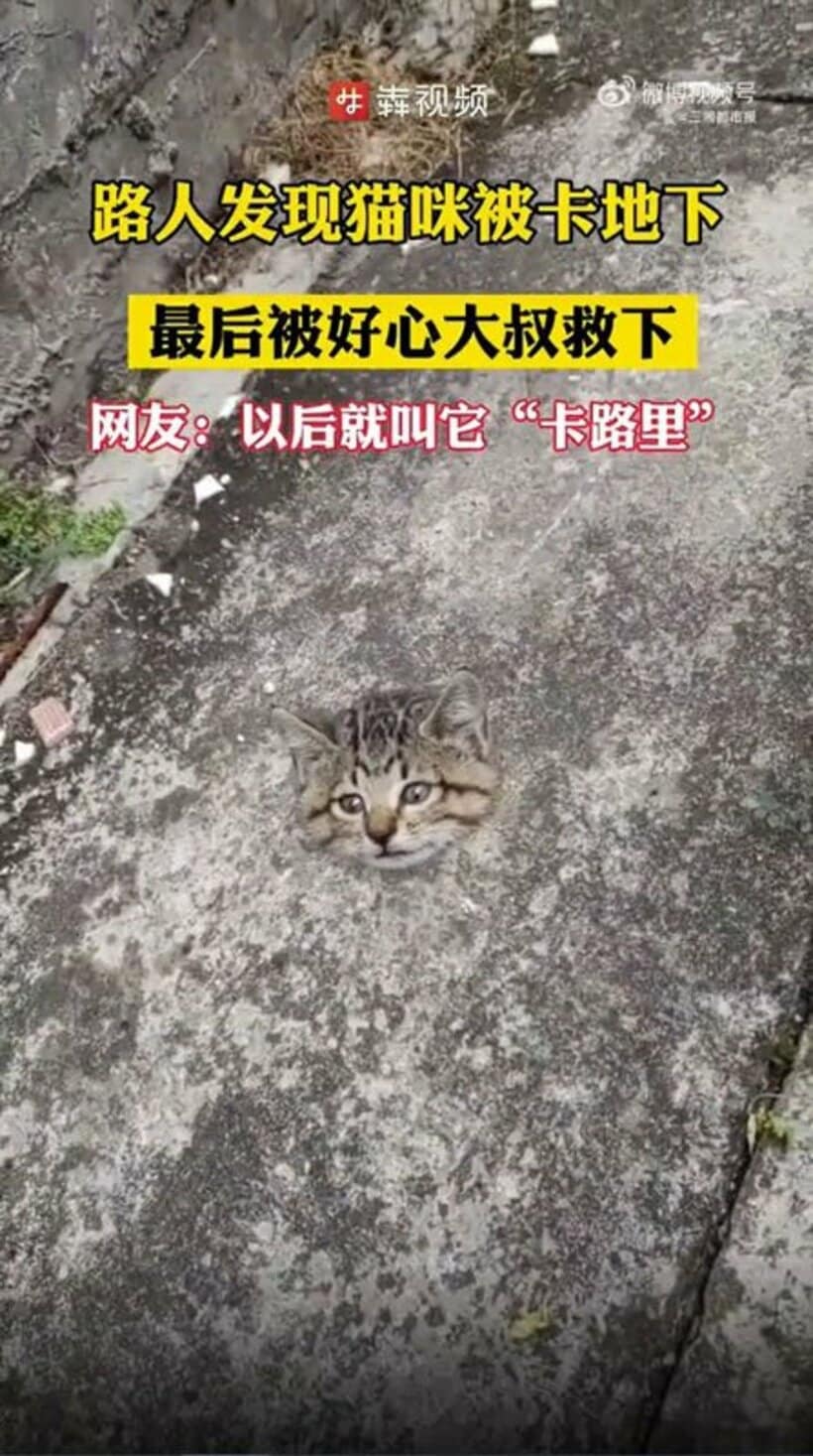 頭が抜けなくなった猫（三湘都市報の微博のアカウントから）