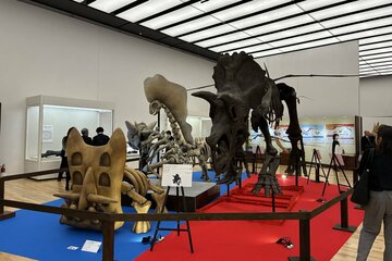 トリケラトプス骨格レプリカ(右)と、ポケモンの骨格想像模型(左)