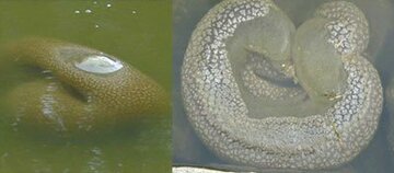 群体性生物「オジャッシー」
